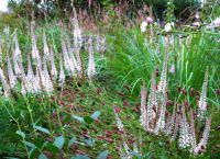 Prairie fleurie vivace