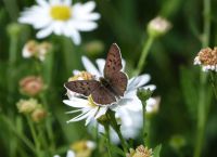 Observation de nos papillons et insectes