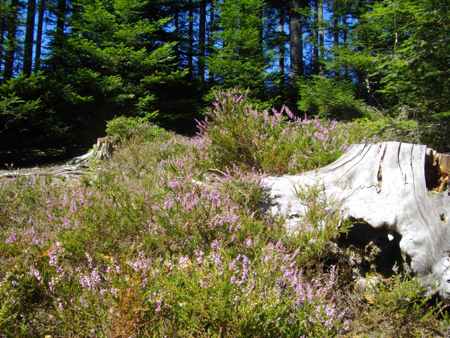 Bruyeres et myrtilles